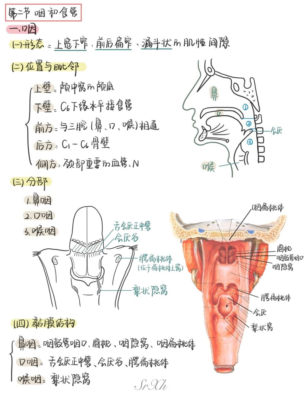 梨状窝解剖图图片