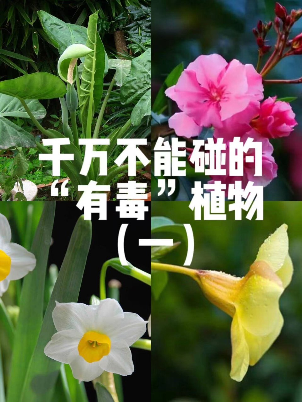 户外常见的有毒植物