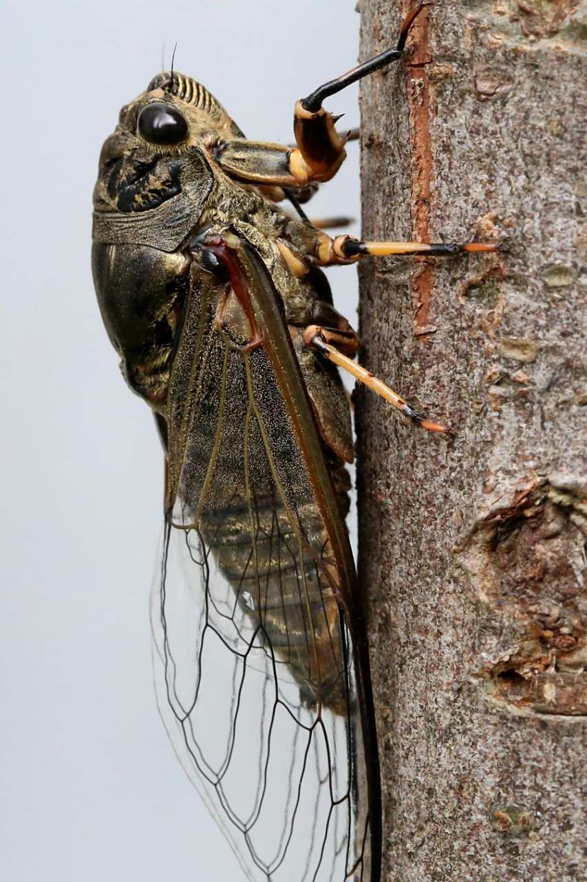 广西各地"知了(蝉)"的说法 "知了(蝉)"是广西各地常见的昆虫.
