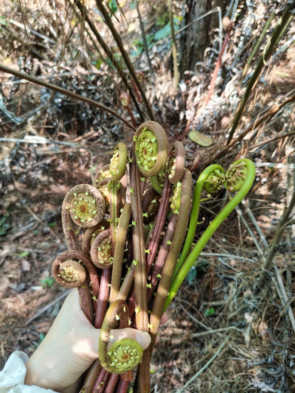山野菜—蕨菜 蕨菜,富含人体需要的多种维生素.