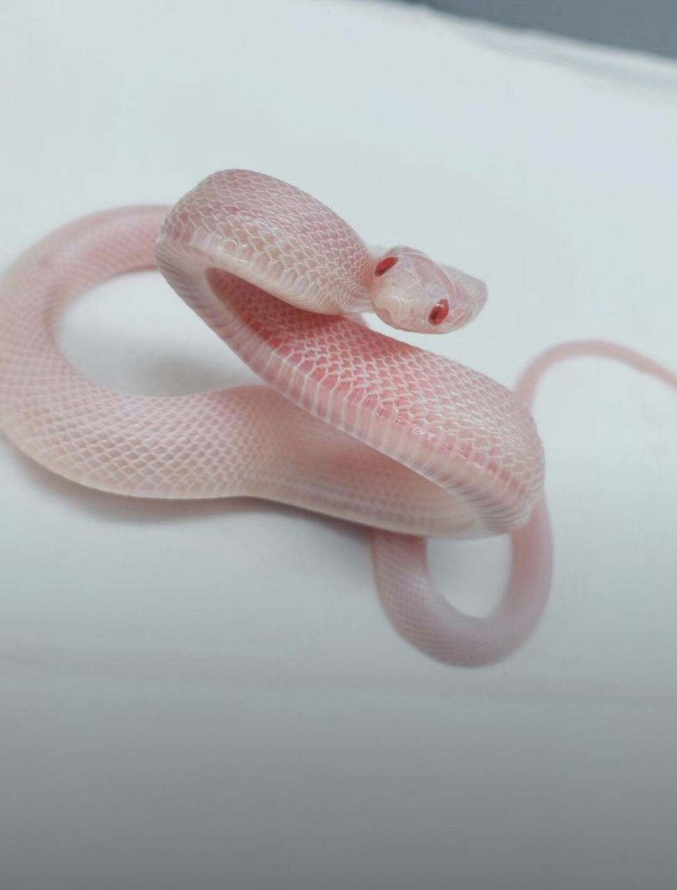 养一条宠物蛇一年要花费多少钱 粗略算一下,拿玉米蛇来说,前期成本就