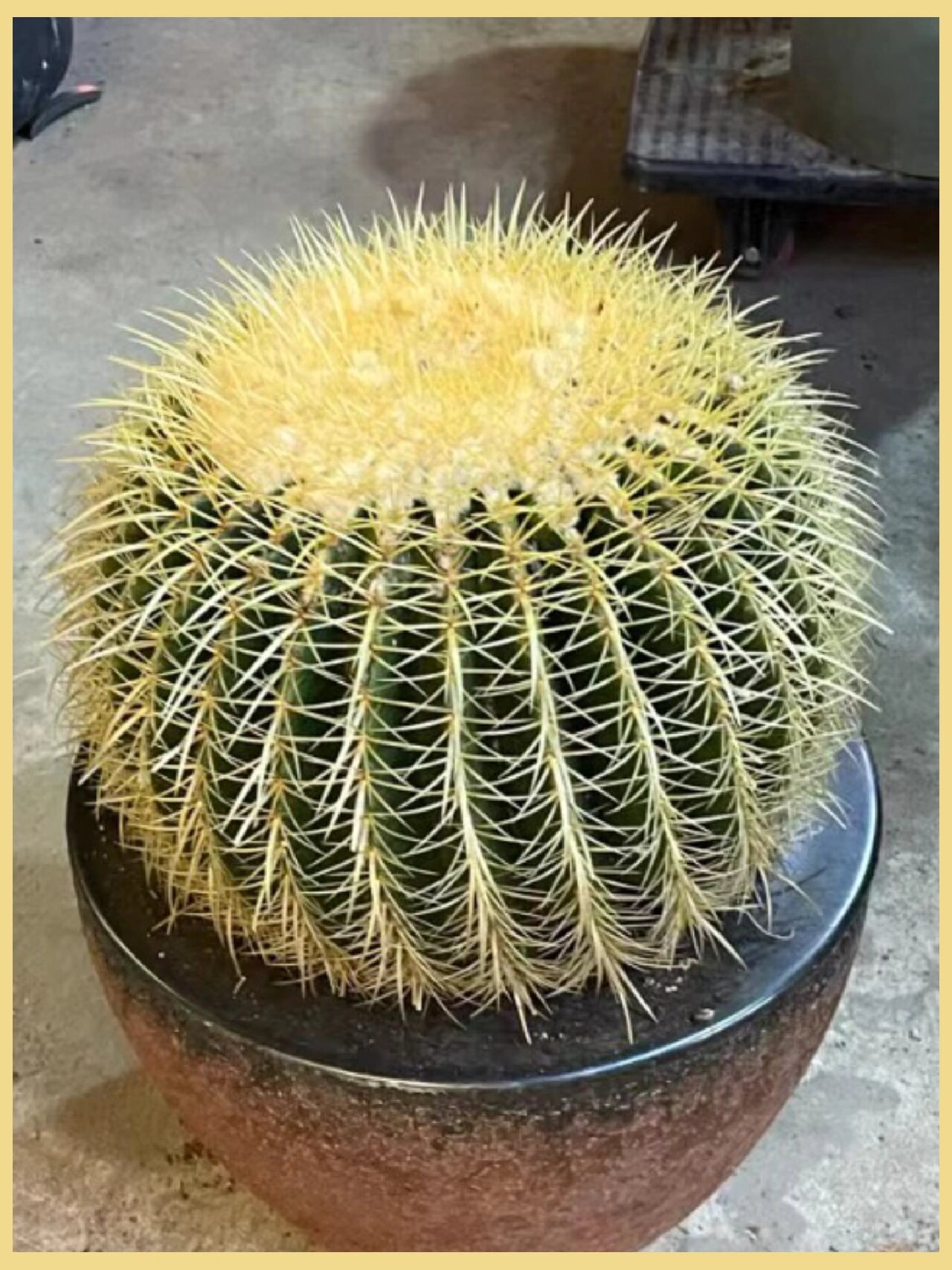 金琥仙人球,花卉中的金色巨无霸