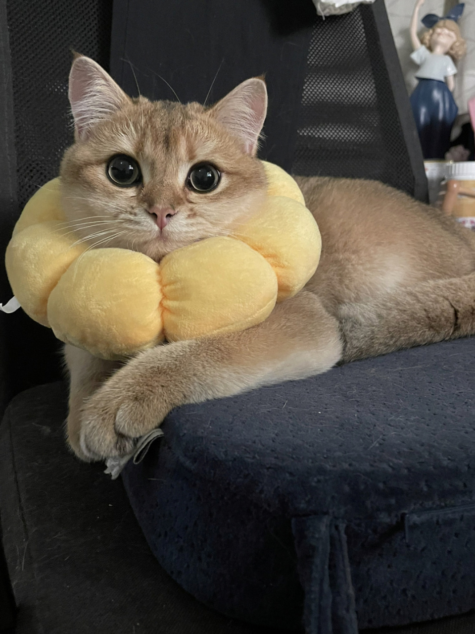 左滑帮猫猫长大 #宠物# #猫猫日常# #可爱猫咪# 	 小伙子不知不觉长大