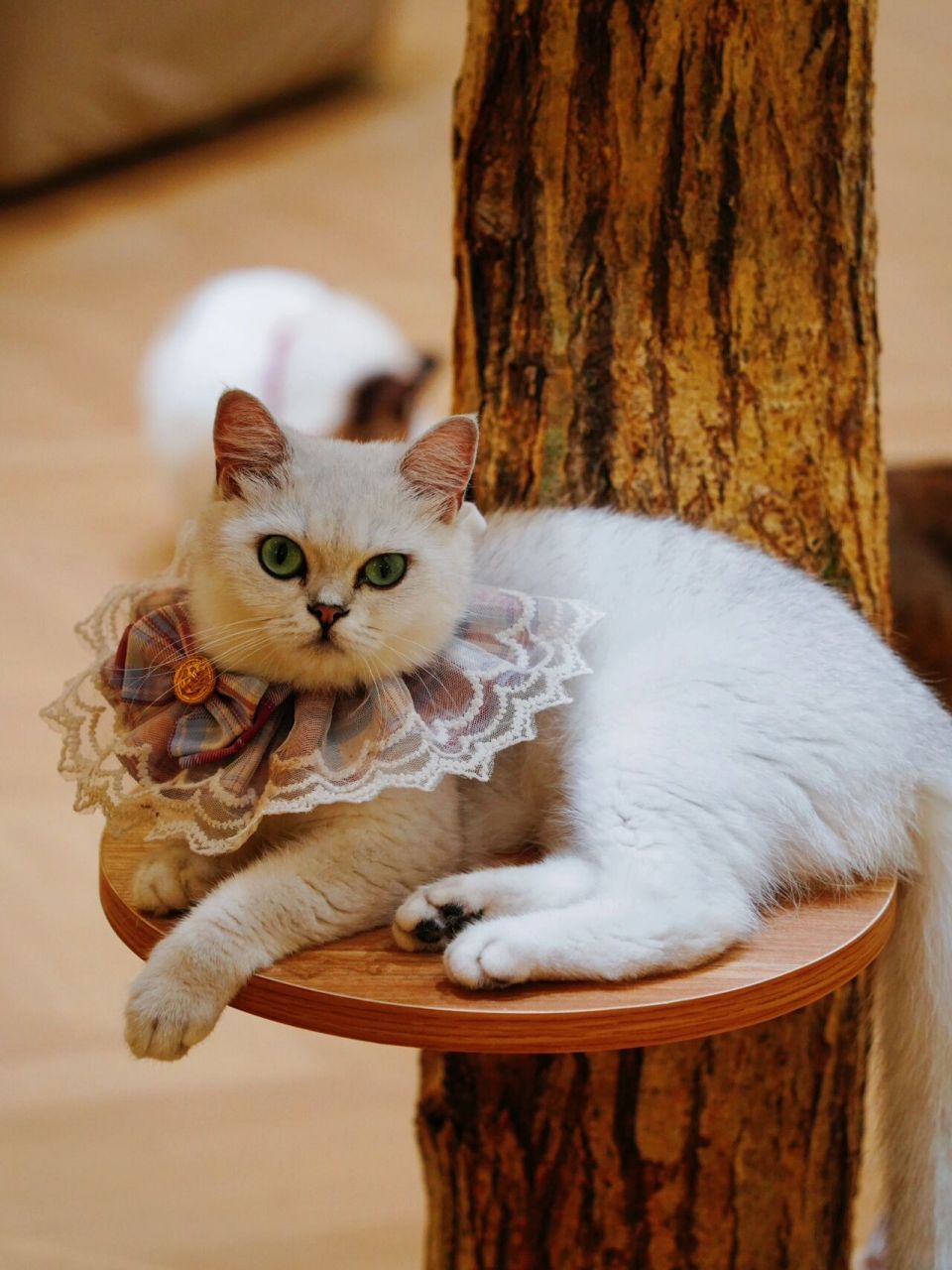 在南京7515沉浸式室内撸猫93狗98羊驼07乐园 这地方也太