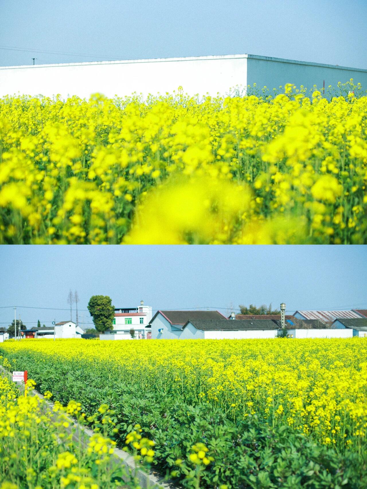 德阳油菜花图片