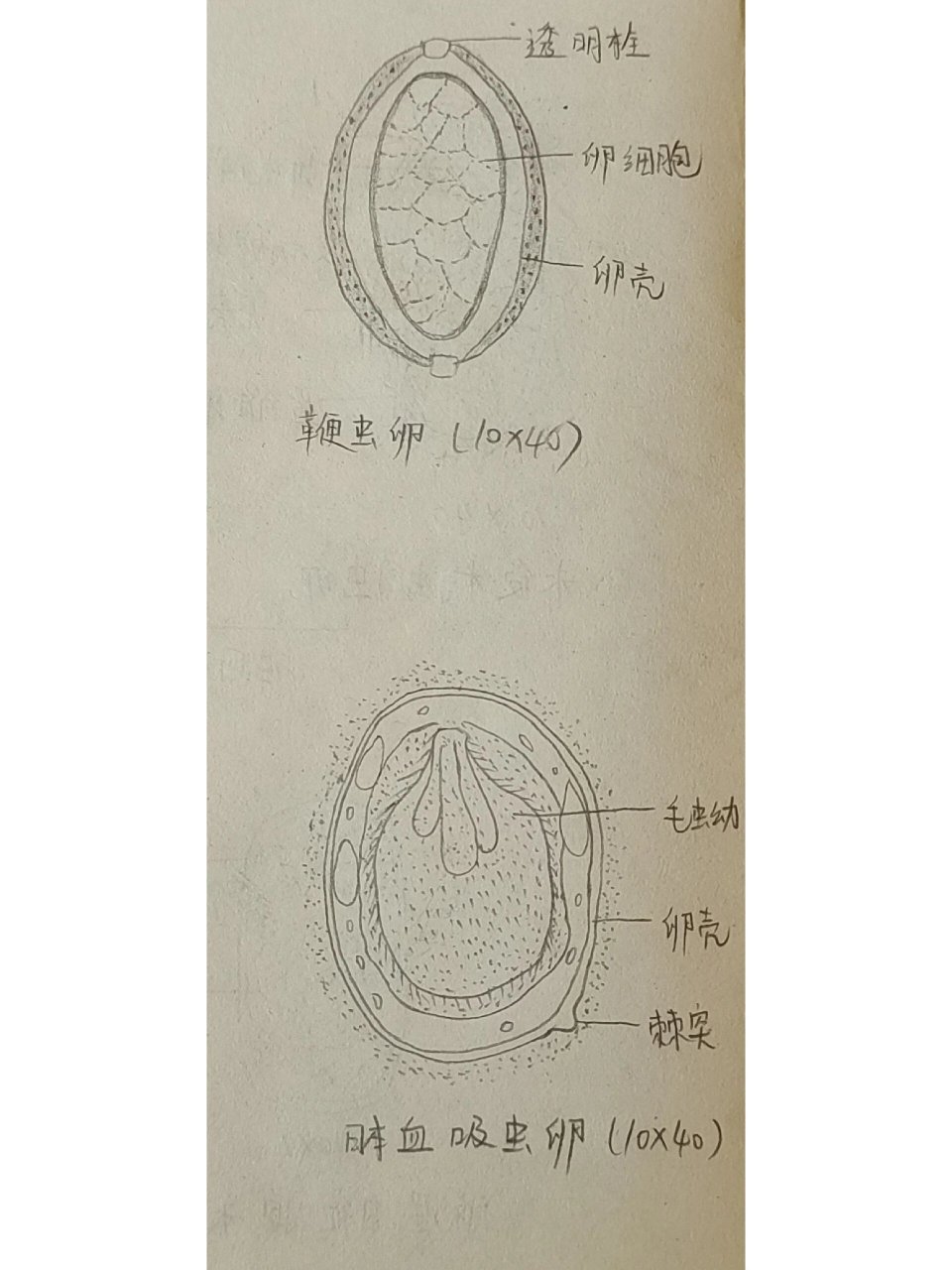 蛔虫卵 手绘图图片