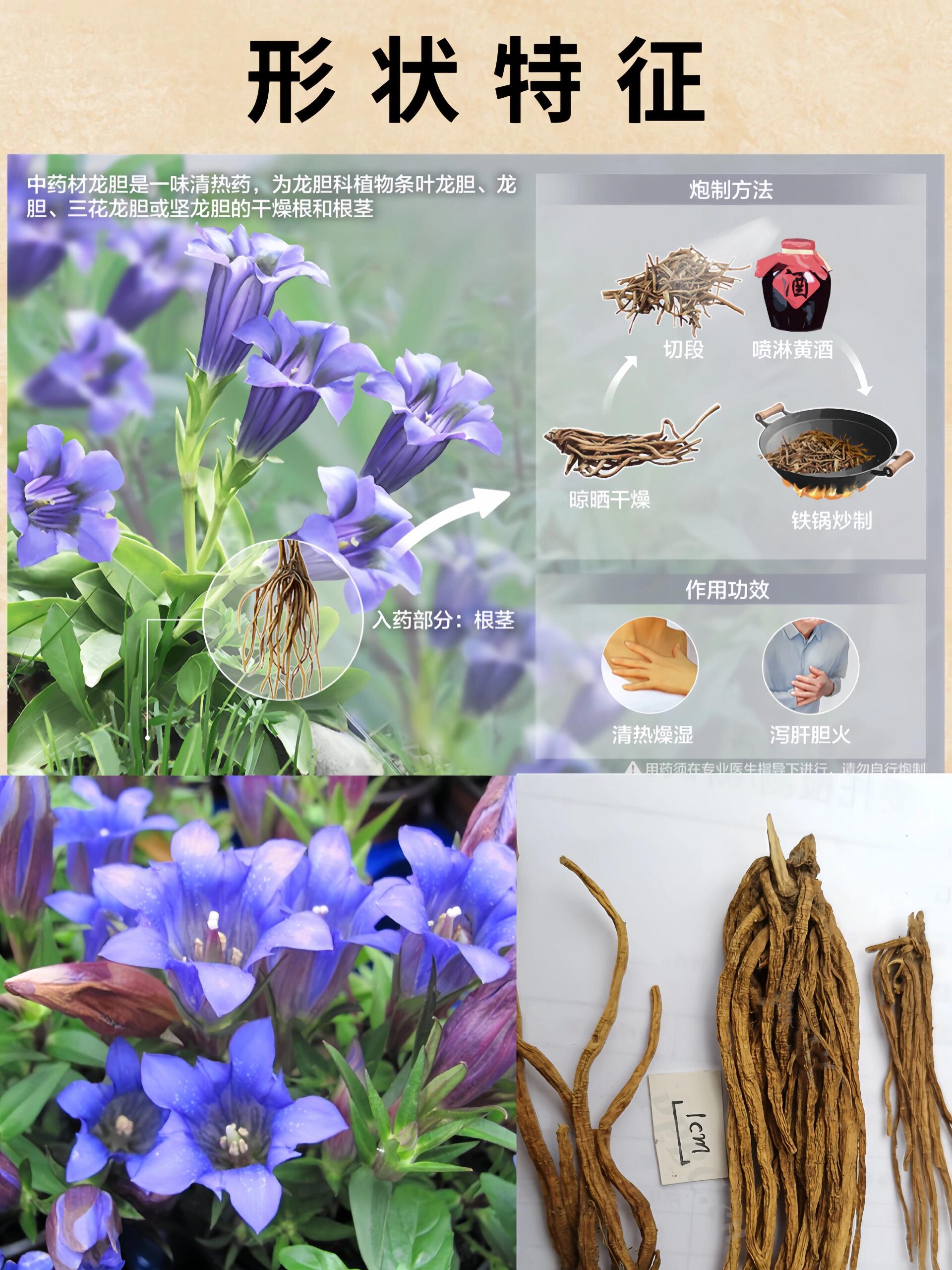 第10期•每天认识一味中草药|龙胆 【简介】龙胆是一味清热药,为