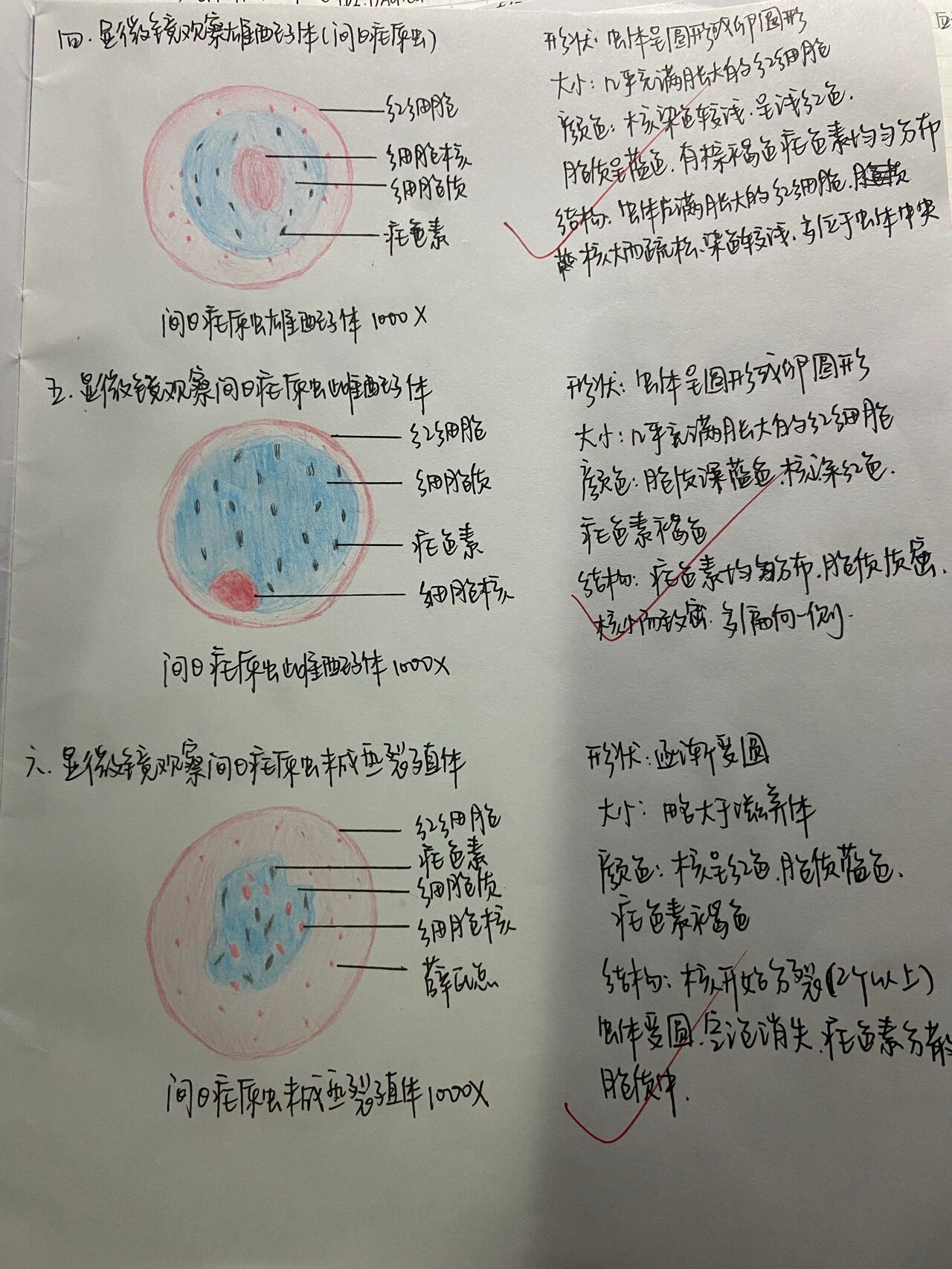 疟原虫小滋养体手绘图图片