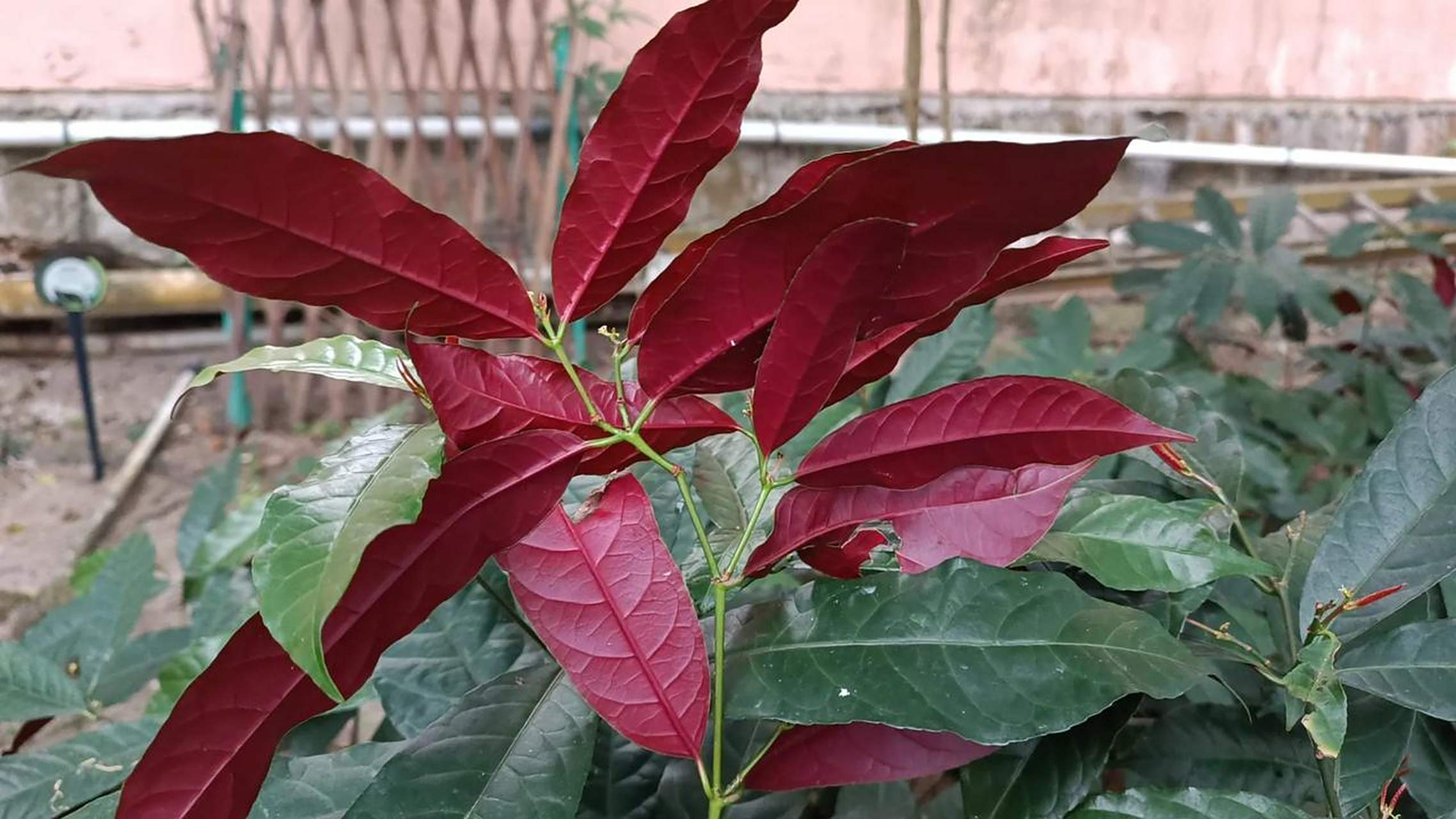的小花跟桂花看起来很像, 叶子正面正正经经的绿色,背面是很红的红色