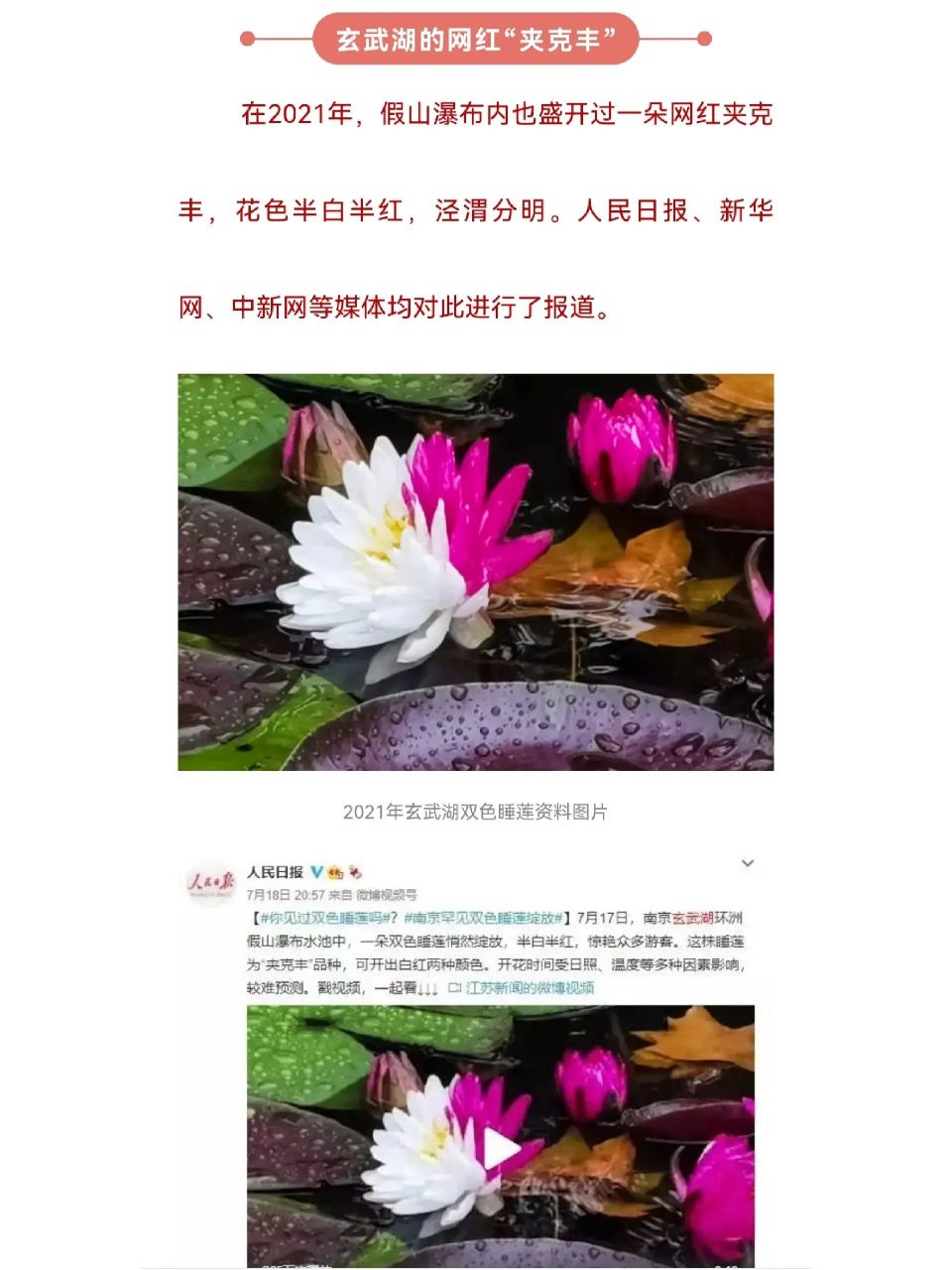 媒体报道最多的睡莲品种     中型睡莲夹克丰,经典双色睡莲品种.