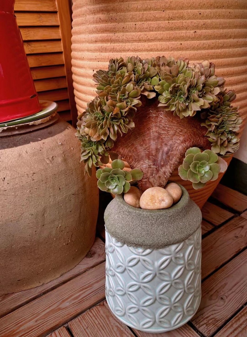 阳台多肉分享——韶羞法师缀化 这是在我的小阳台上度夏毫无压力的