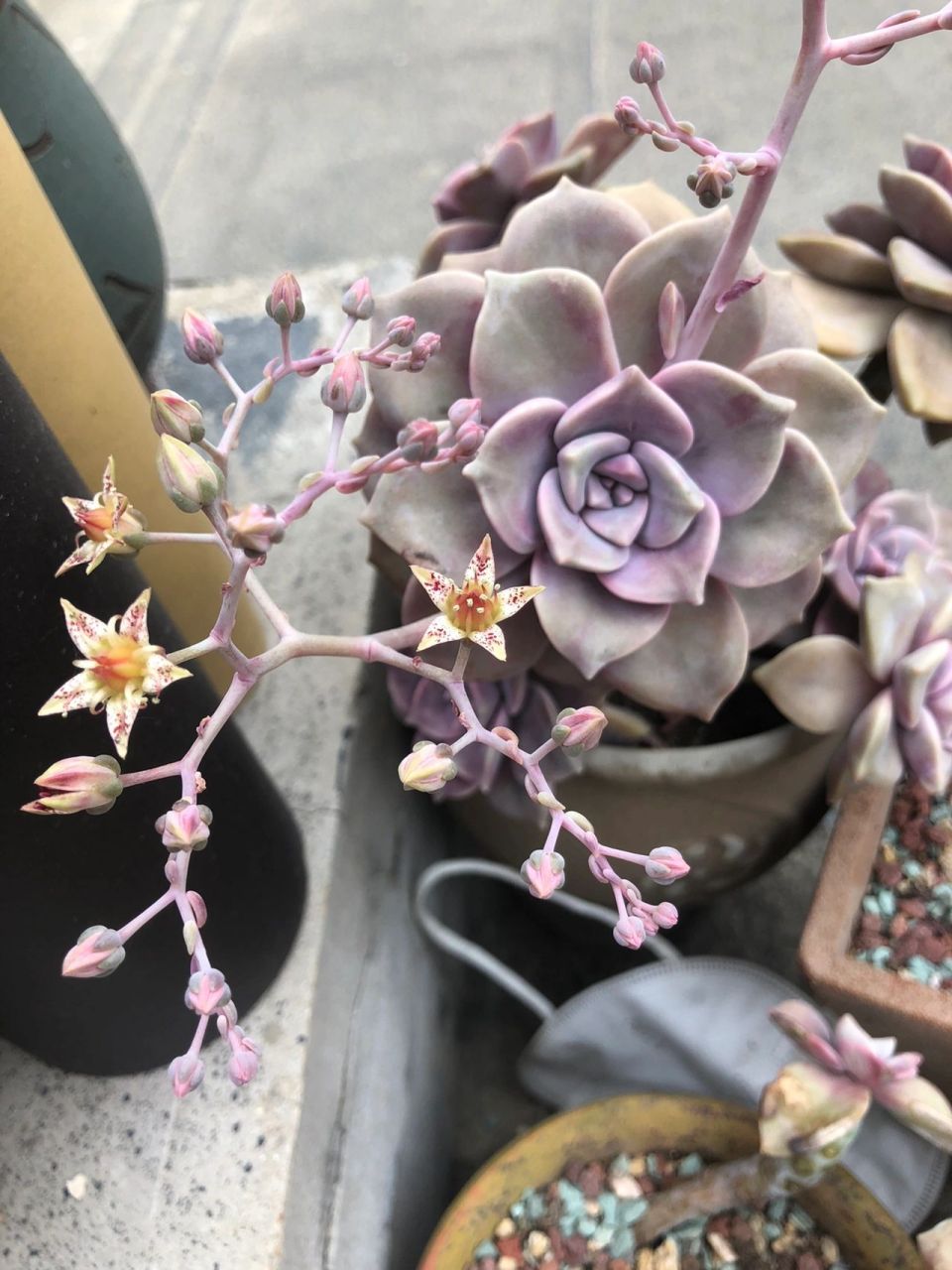 紫乐开花98 虽然知道多肉花剑影响生长,但开花还真的挺好看