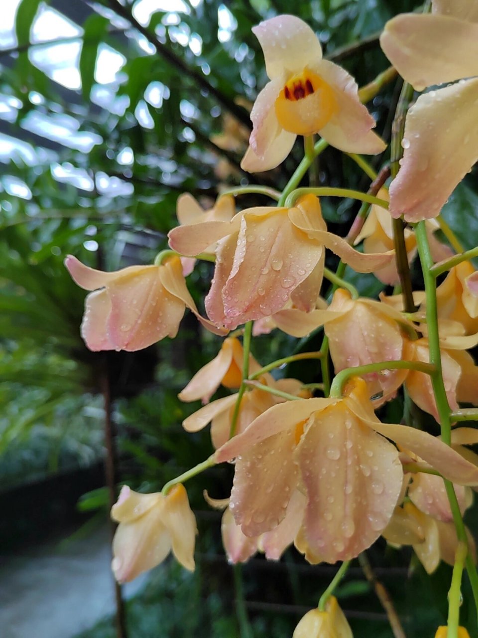 杓唇石斛 5.21华植兰园