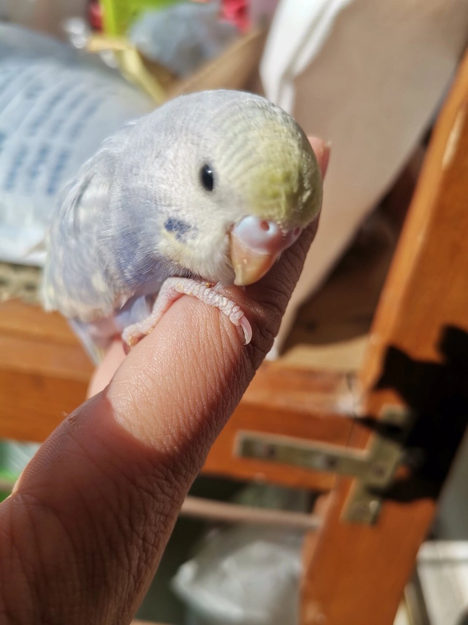 鹦鹉公母之分 这俩到底是公还是母啊?