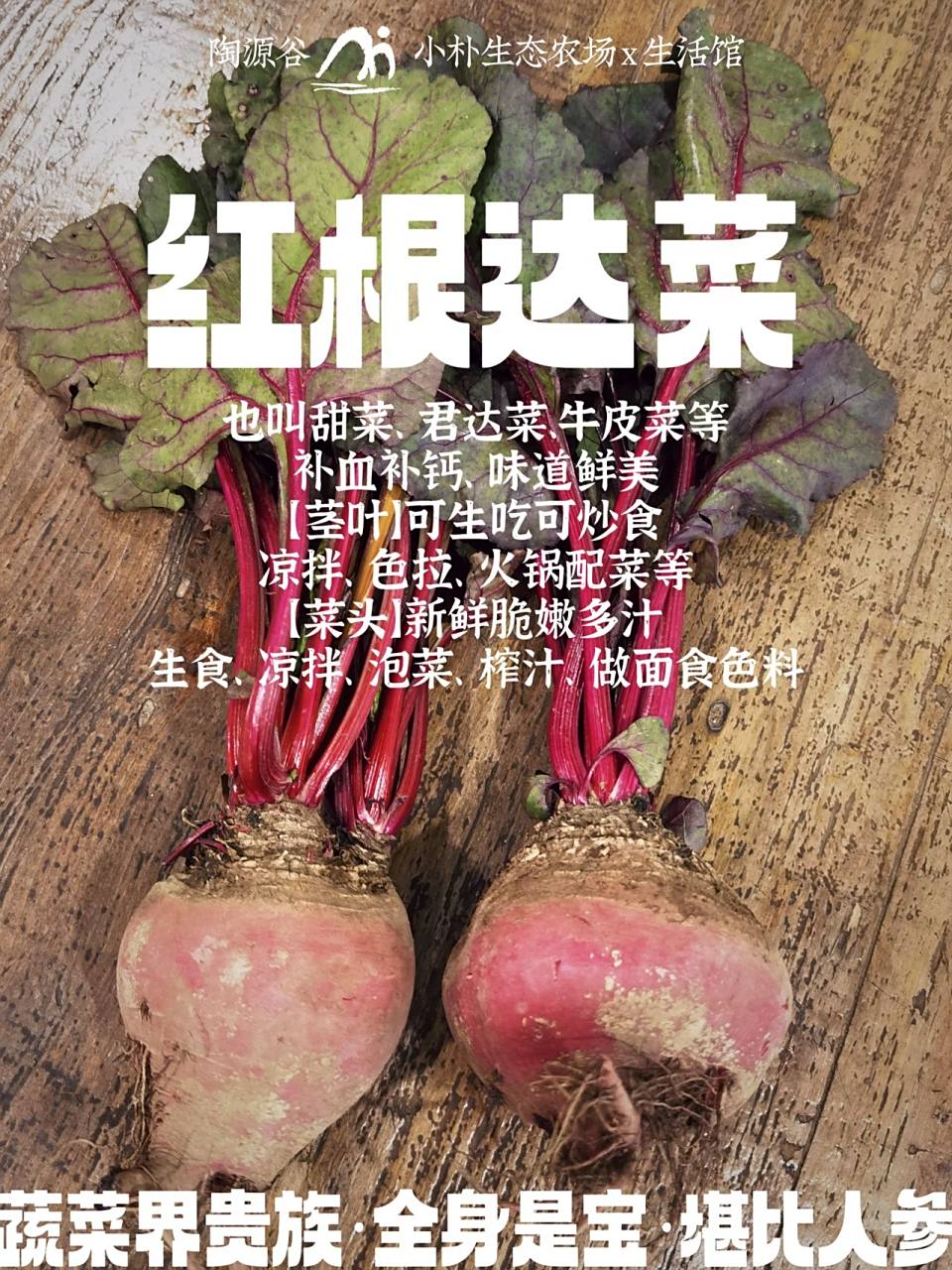 "陶源谷·小朴生态农场"自然农法种植的"红根达菜"直采到店