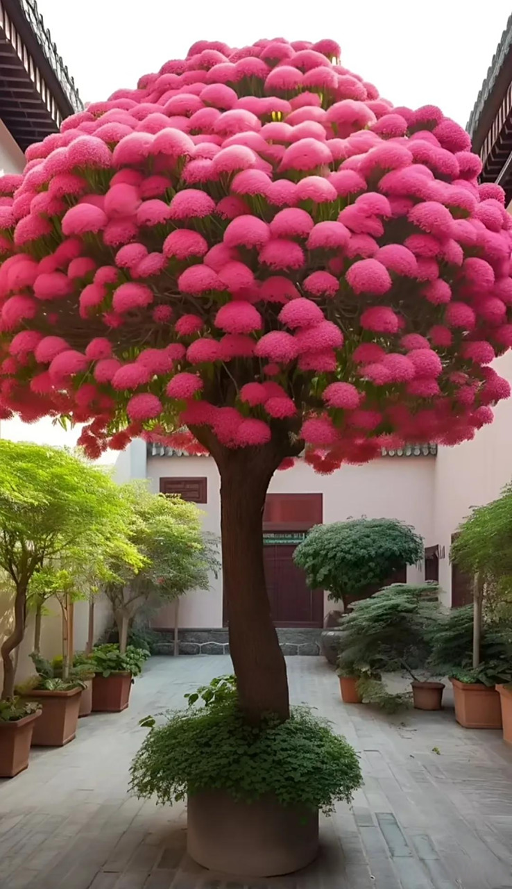 流苏花,又称女贞花,是一种娇艳的藤本植物.