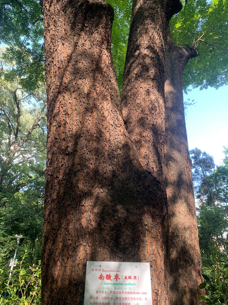 昆明植物园之东园 昆明植物园始建于民国二十七年(1938年),东园门票5