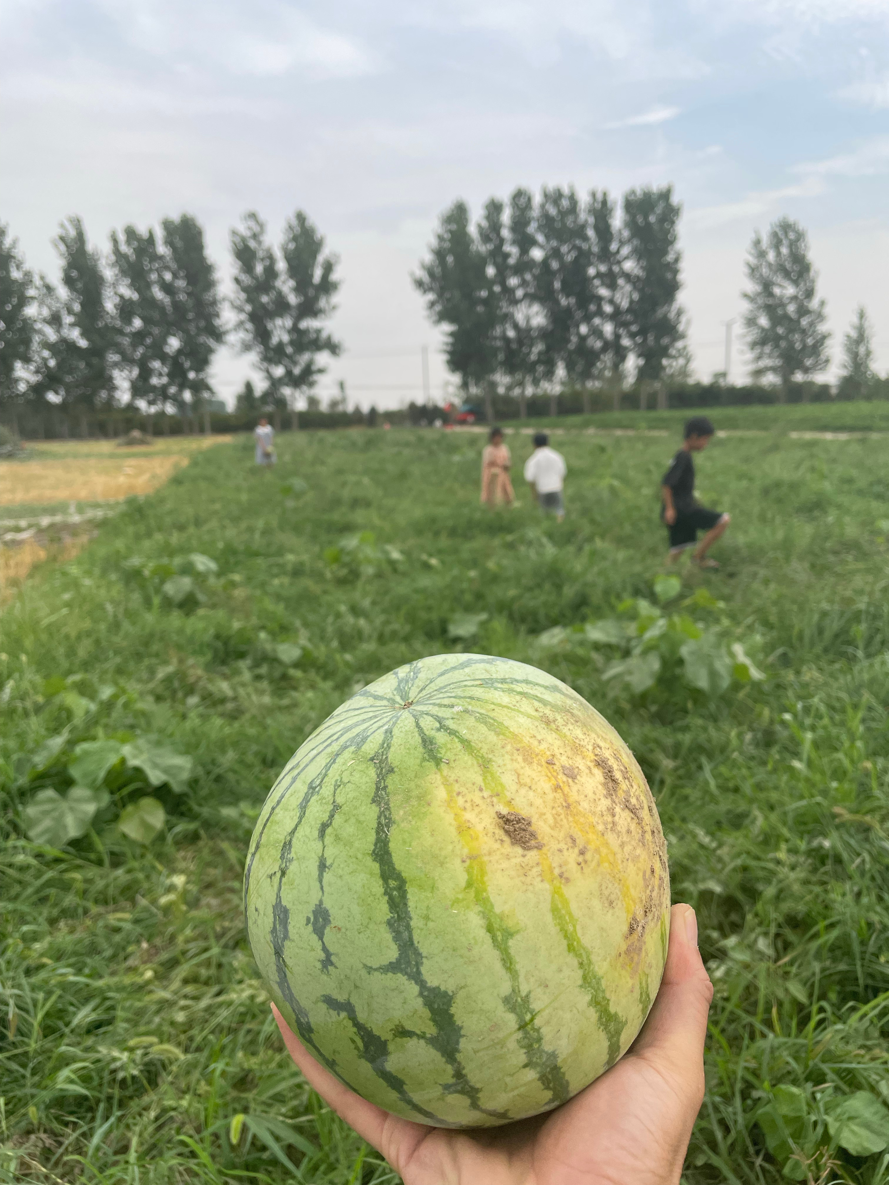 在坝园的西瓜地里找西瓜,感觉不错.