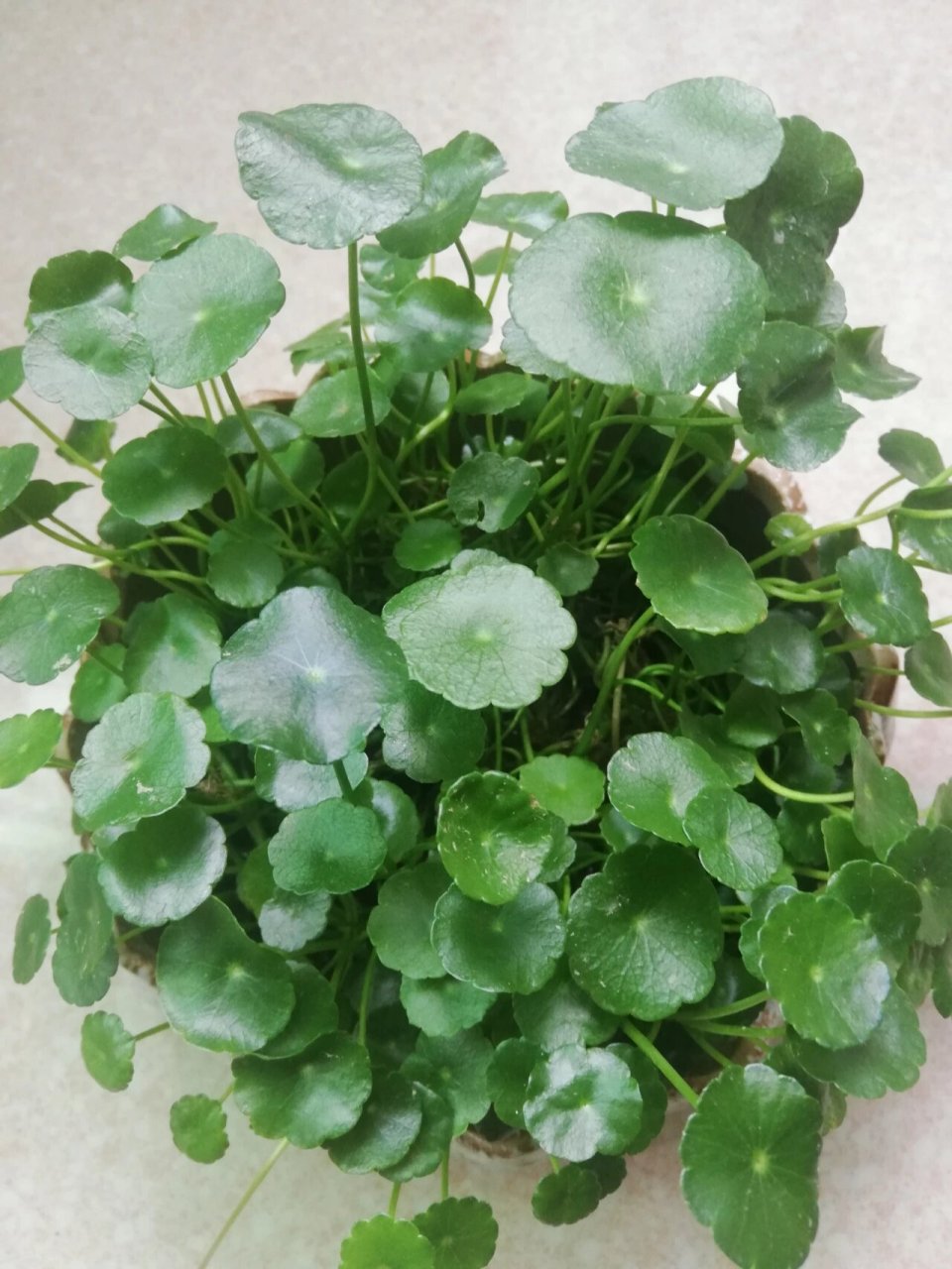 铜钱草 铜钱草具有非常好的寓意,它圆滚滚的叶片好像铜钱一样,能寓意