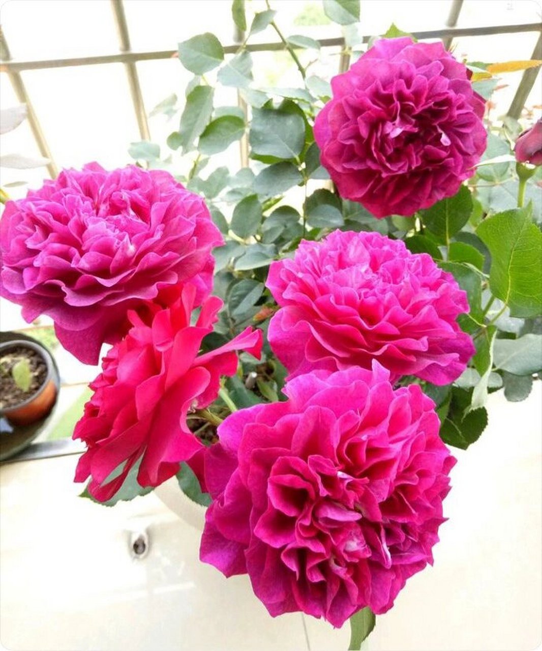 阳台养月季品种篇之:雍容华贵的暮光之城         暮光之城这个品种