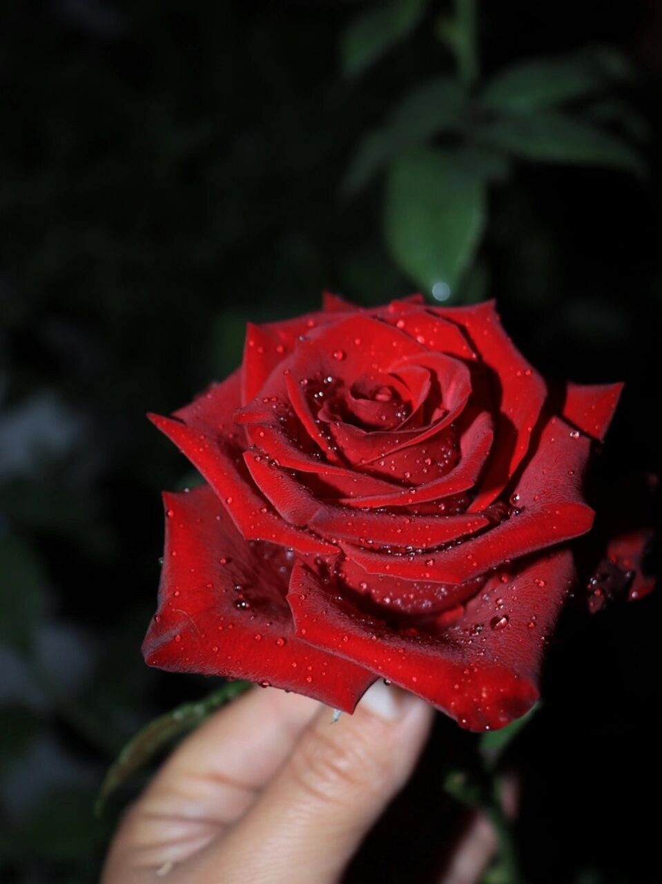 探索者90黑魔术 先来说说这两款月季吧 探索者是1156621566