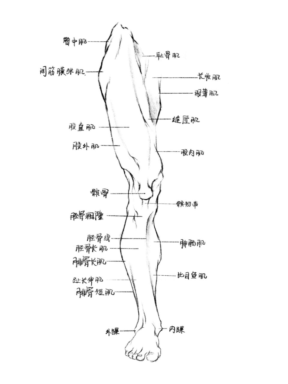 人大腿结构分布示意图图片