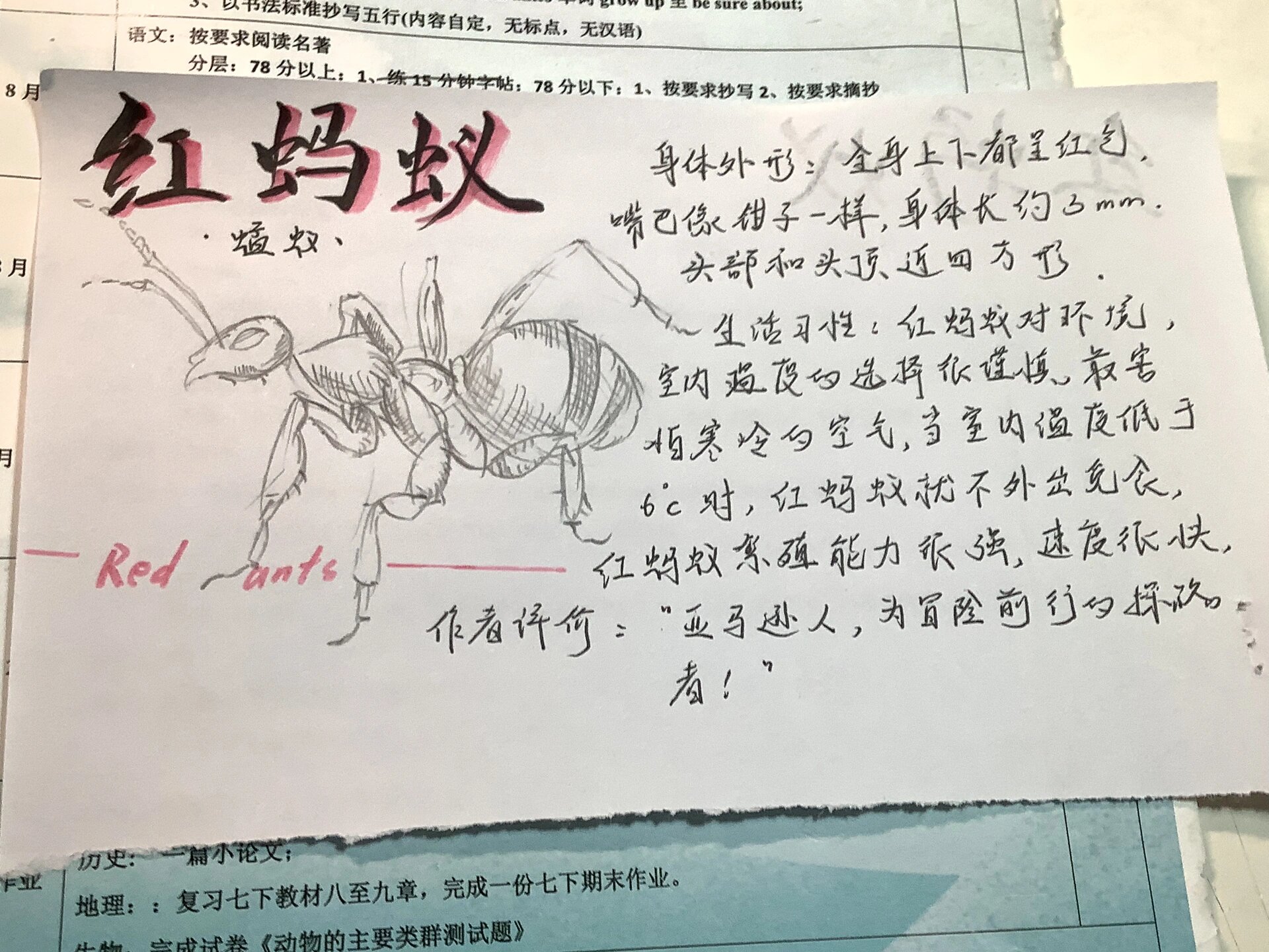 昆虫记08—红蚂蚁,蟹蛛!来咯