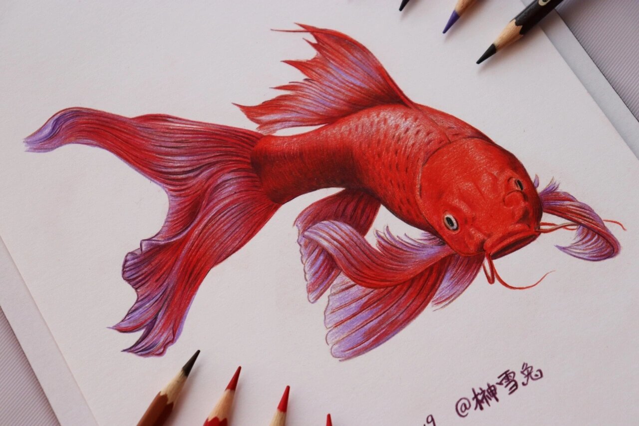 开运|中国红 龙凤锦鲤～彩色铅笔 78中国红 龙凤锦鲤78 给最近