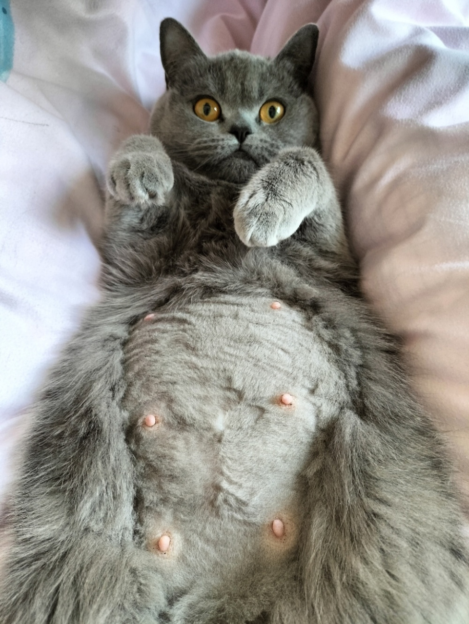 猫咪怀孕65天!还不生急死我啦 记录小美丽怀孕日记.