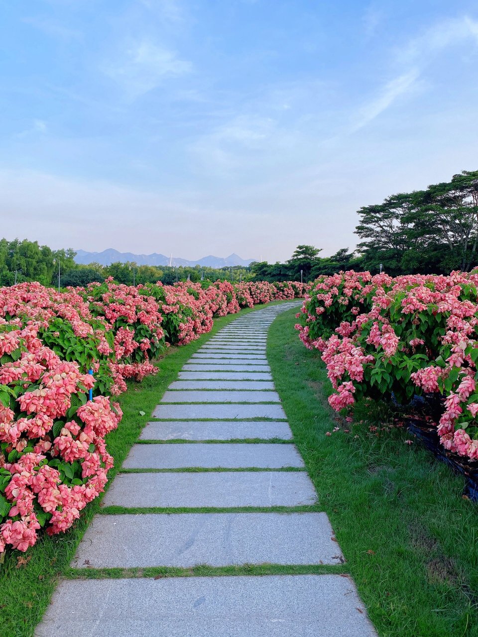 深圳湾公园流花山花海图片