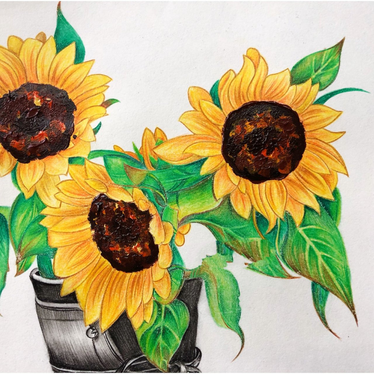 彩铅画 手绘|向阳之花97向日葵