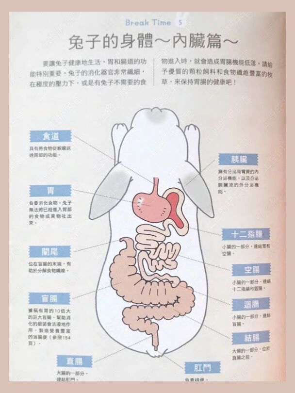 兔兔的内脏图 之前发过一个黑白色的兔兔内脏图