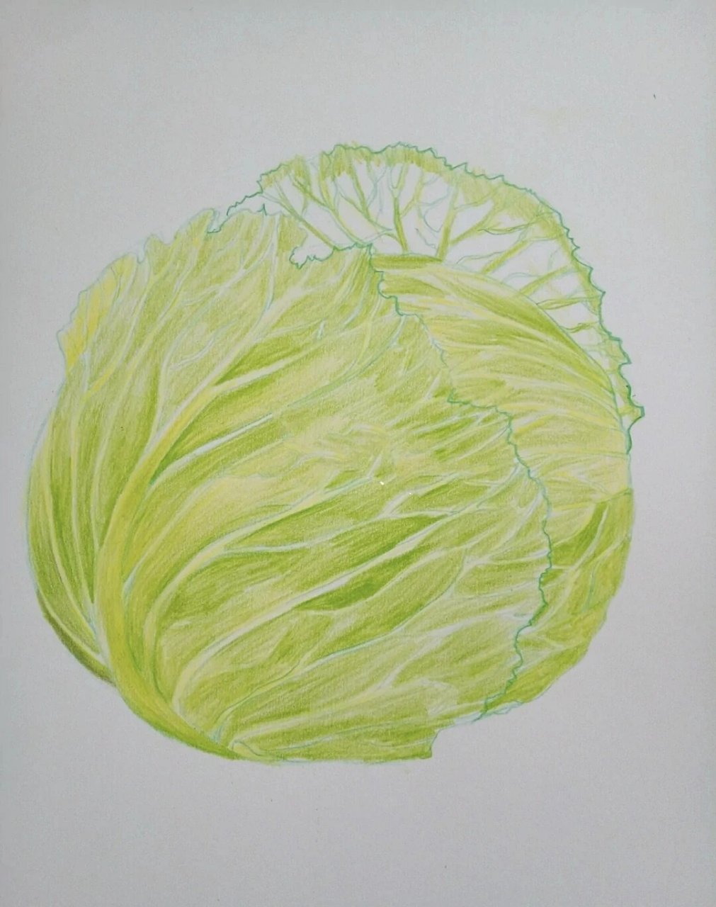 卷心菜   彩铅画卷心菜
