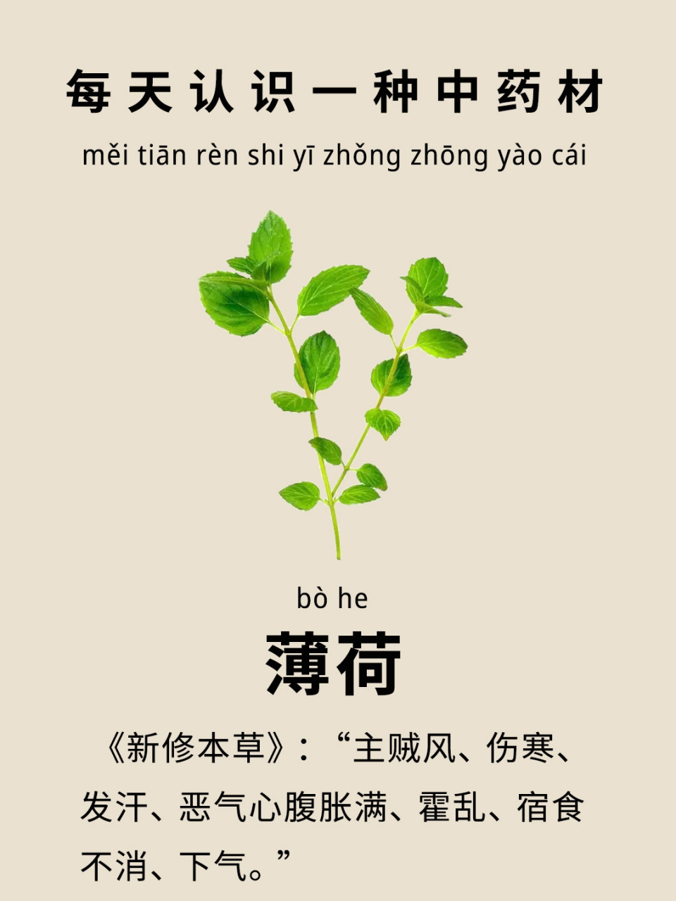 每天认识一种中药材61薄荷 95薄荷是一味发散风热药,为唇形科植物