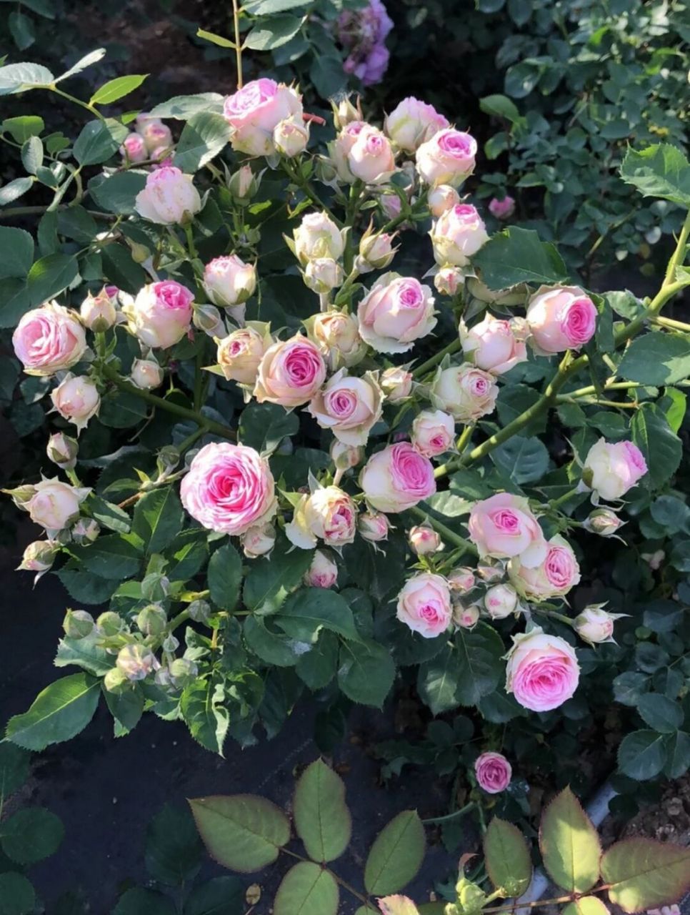 正版藤小伊一棵 求收养 枚兰国际出品藤小伊又叫藤本小伊甸,可多季