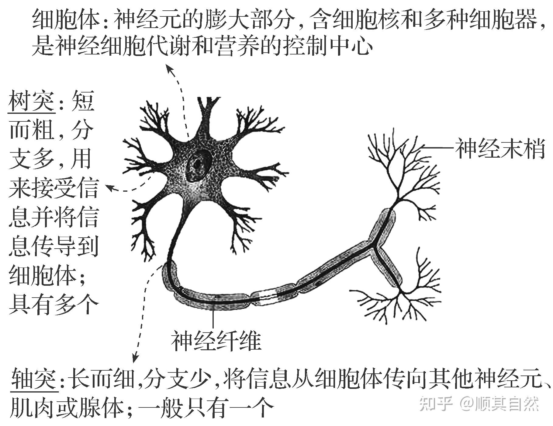 神经系统组成示意图图片