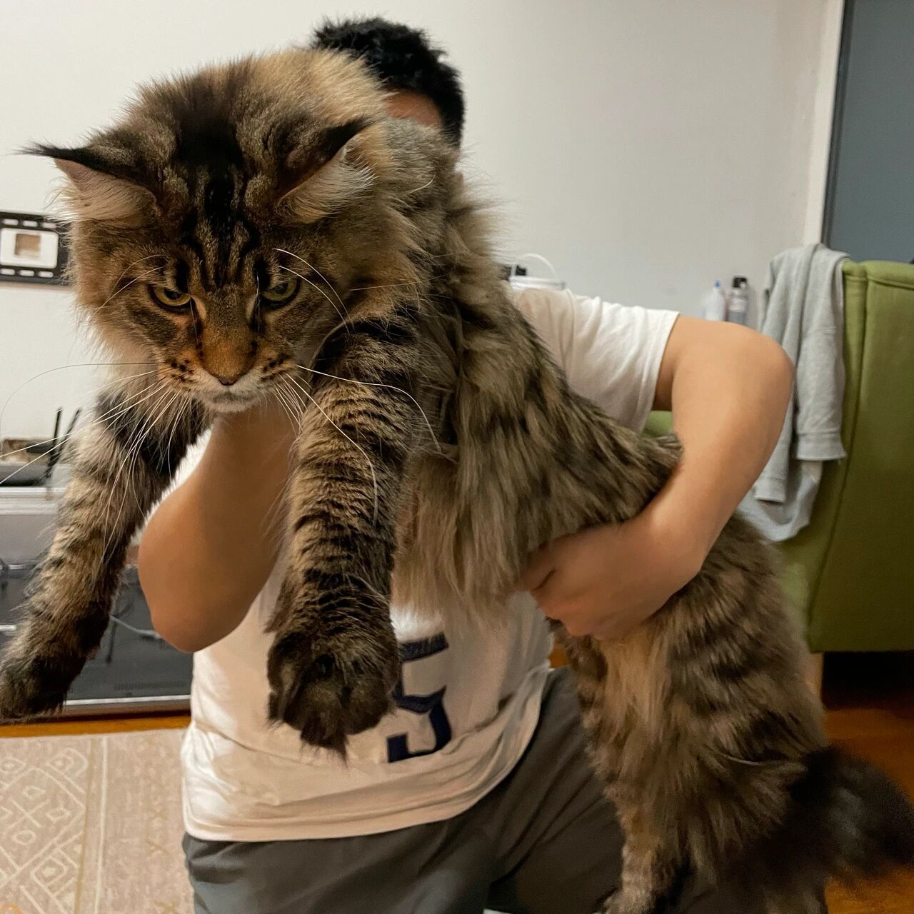 长毛狸花猫和缅因猫你能分得清嘛 家人们 你们来说说有什么区别