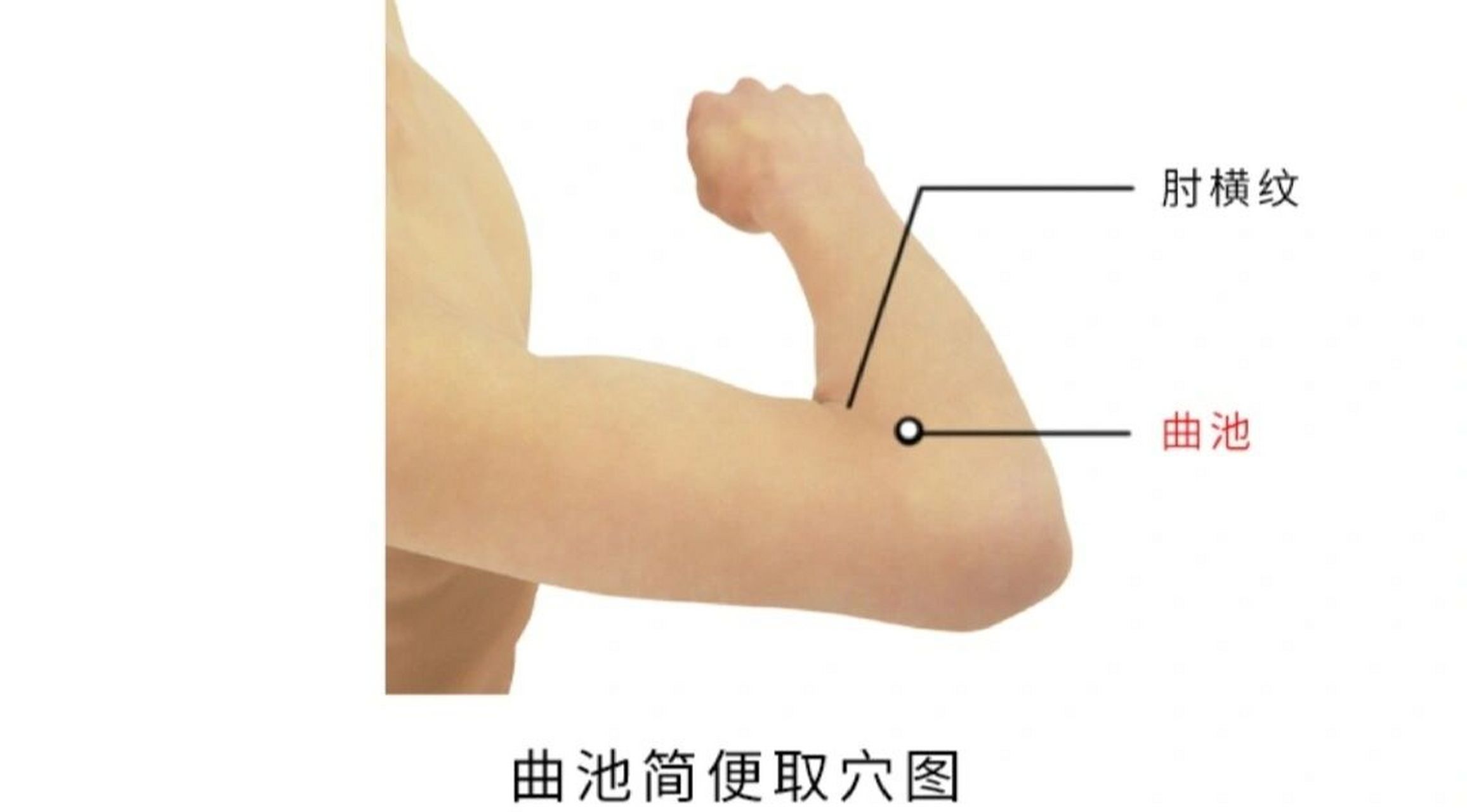 曲池:治疗减肥和皮肤的好穴位 所属经络:手阳明大肠经 特殊穴位:合穴