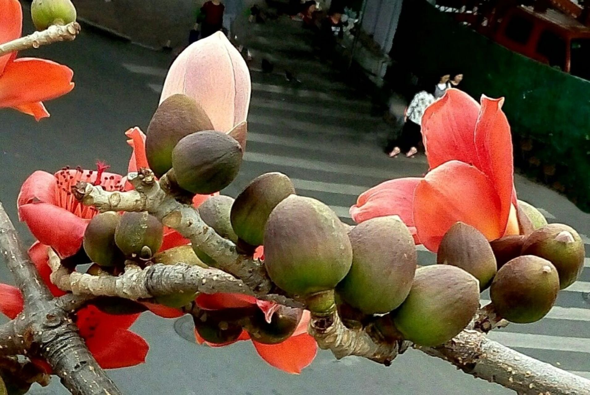 广州&木棉 7815木棉花(也称红棉花)是广州市花