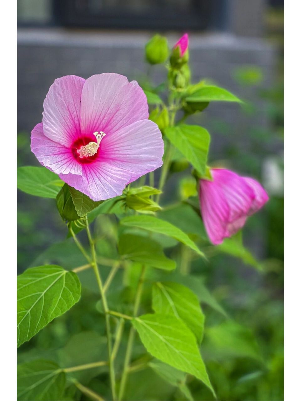 果园去少了,第一次见秋葵花 秋葵长得很可爱,切片可以成星星状,不知