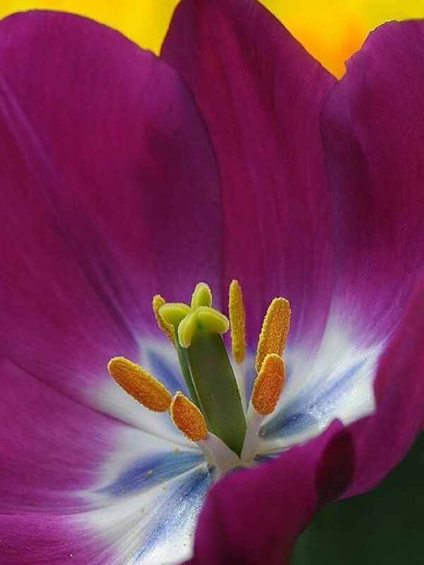 粘土花|郁金香花芯花蕊参考