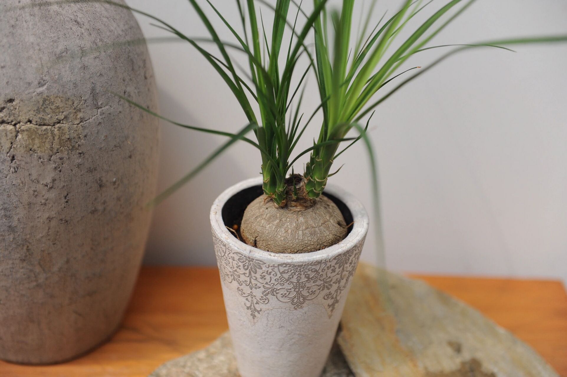 酒瓶兰是很奇特植物,据说,该花皮糙肉厚,生命力顽强,极度抗旱,哪怕