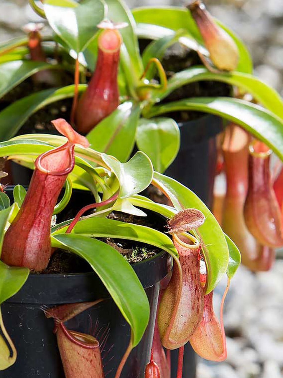 每天一种花草养护知识 | 猪笼草 名:猪笼草/nepenthes mirabilis 科