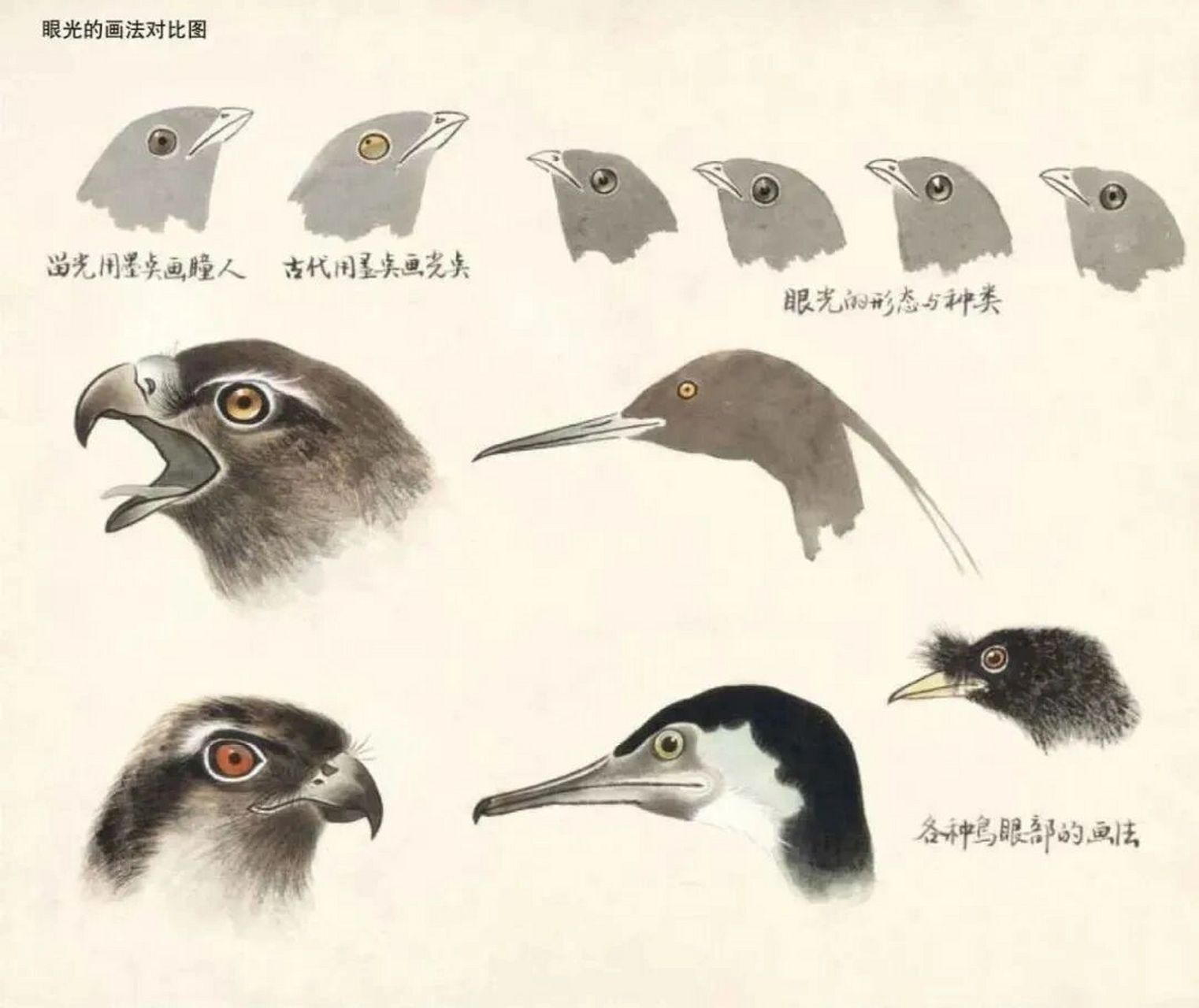 工笔禽鸟设色技法(一) 鸟的嘴和眼的画法: 1,画鸟的头部重点是表现嘴