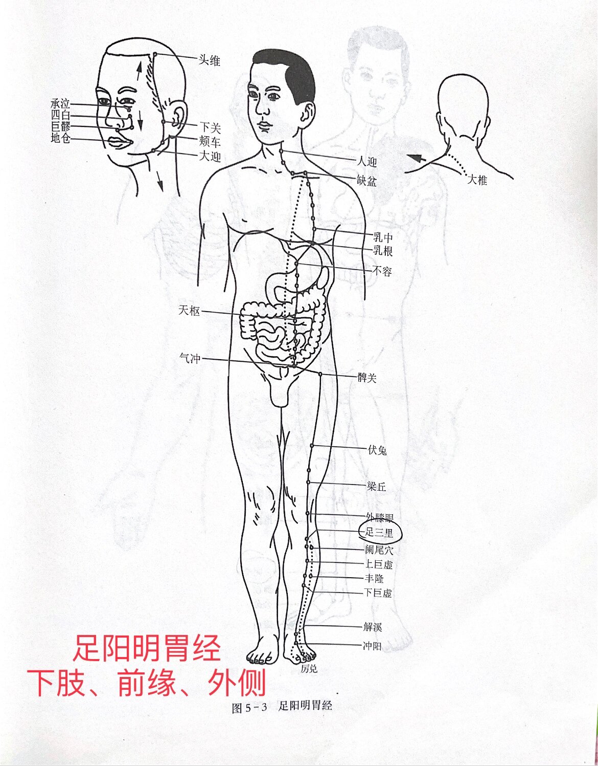 十二经脉——足阳明胃经 97足阳明胃经的循行部位,总体特点是对应
