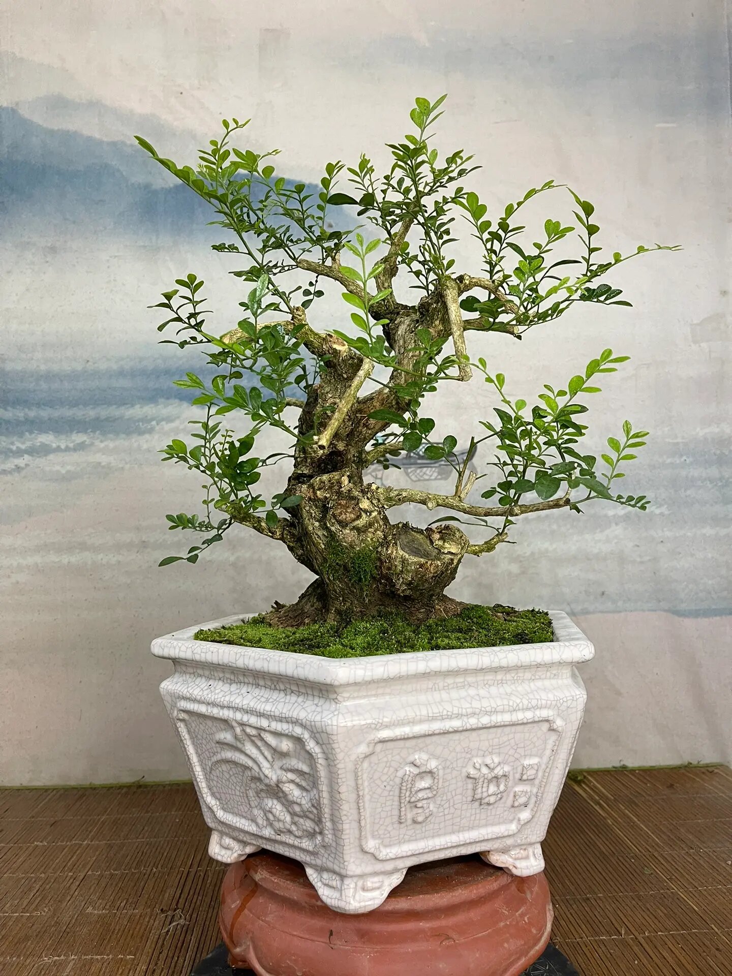 超矮霸老桩九里香盆景 开花芳香, 杆粗13cm