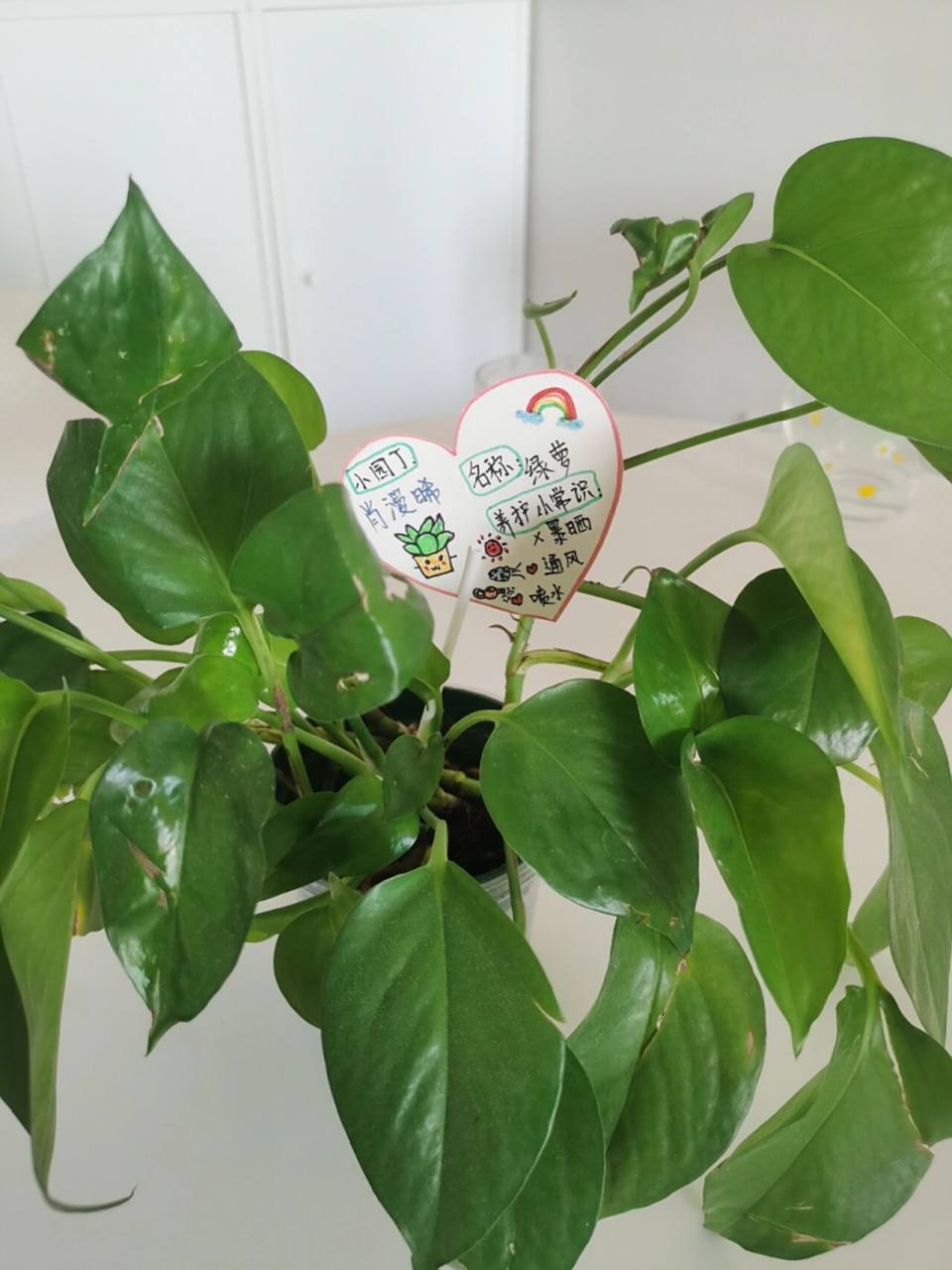 幼儿园植物角绿植卡片/标签 家里仅有的绿萝,贡献给幼儿园了,早上起来