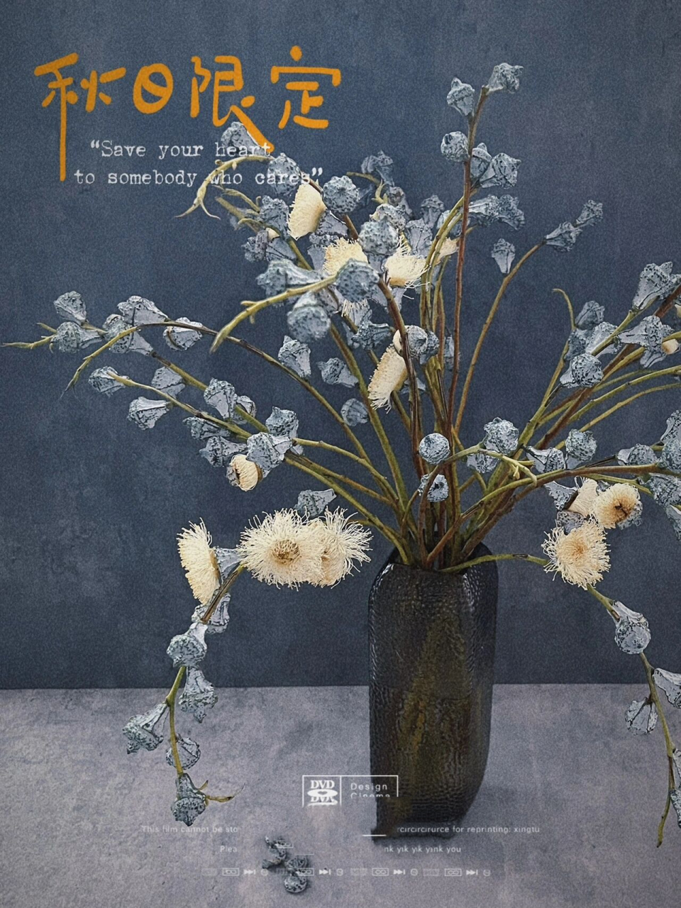 尤加利果/新桉果 这种尤加利果,也叫新桉果,蓝桉果.