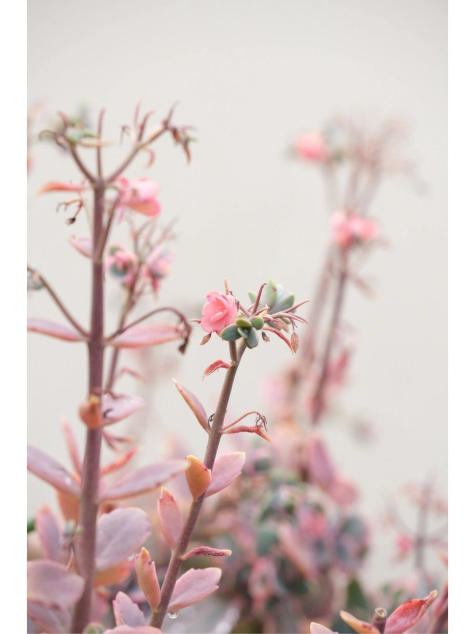 蝴蝶之舞 锦 (景天科)多肉 此花也叫白姬舞,姿态摇曳,根须奇特,色彩