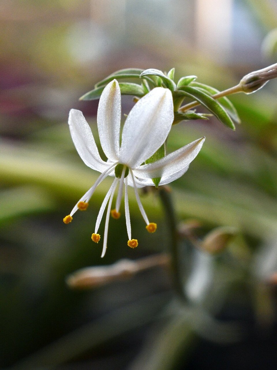 吊兰 名:吊兰/chlorophytum comosum 科:天门冬科 属:吊兰属 	 吊兰